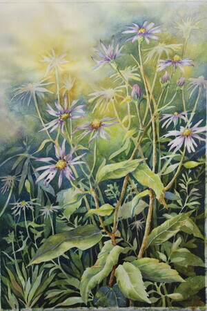 Alberta Wild Flowers: Asters